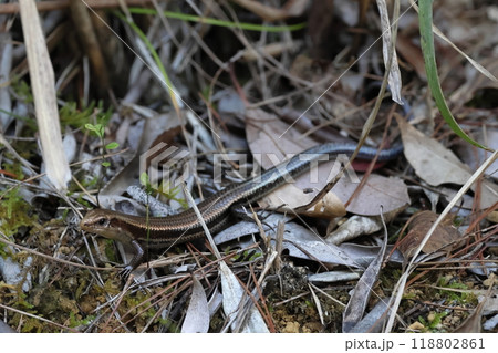 生き物 爬虫類 バーバートカゲ、標高二百メートル超える山原の山中。成体メス(?)が林道脇で日向ぼっこ 生き物 爬虫類 バーバートカゲ、標高二百メートル超える山原の山中。成体メス(?)が林道脇で日向ぼっこ 118802861