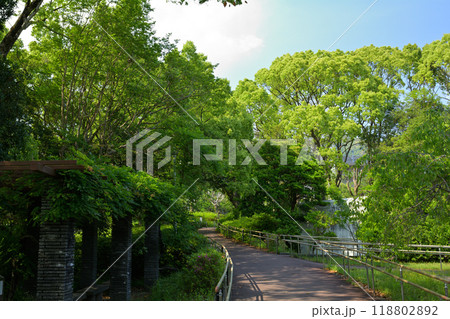 高知・五台山 118802892