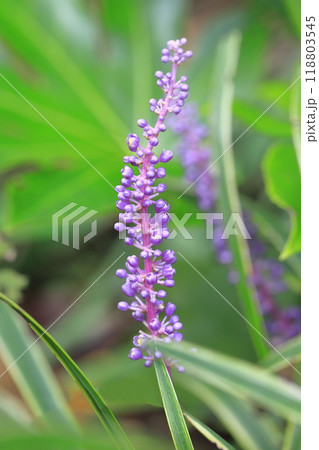 満開の斑入り薮蘭（フイリヤブラン） 118803545