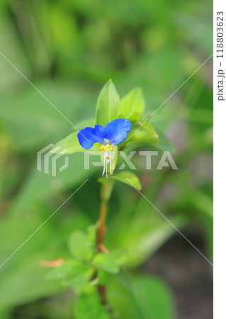 かわいい露草（ツユクサ）の花 118803623