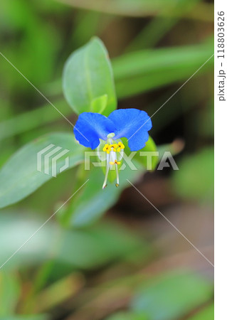 かわいい露草（ツユクサ）の花 118803626