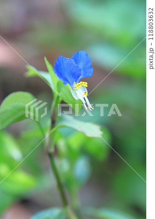 かわいい露草(ツユクサ)の花 かわいい露草(ツユクサ)の花 118803632