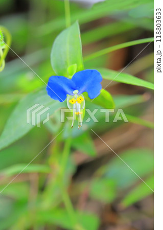 かわいい露草(ツユクサ)の花 かわいい露草(ツユクサ)の花 118803633