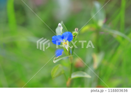 かわいい露草（ツユクサ）の花 118803636