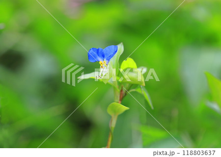 かわいい露草（ツユクサ）の花 118803637