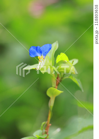 かわいい露草（ツユクサ）の花 118803638