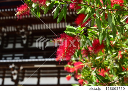 ブラシノキ 118803730