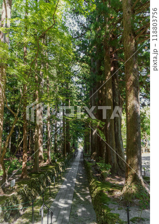 光前寺【国指定名勝】参道の高い杉／長野県駒ヶ根市 118803756