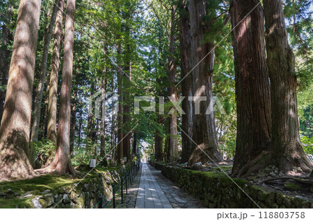 光前寺【国指定名勝】大きなスギの並木と苔の参道／長野県駒ヶ根市 118803758