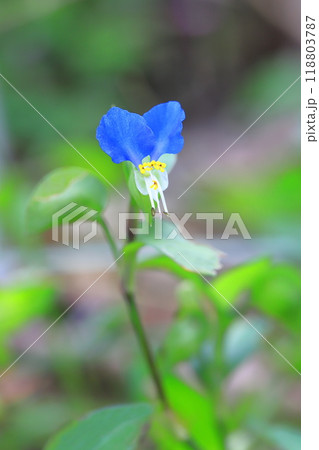 かわいい露草(ツユクサ)の花 かわいい露草(ツユクサ)の花 118803787