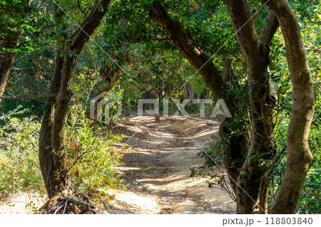 春の日差しが差し込む新緑の中の登山道 118803840