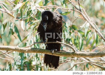 カラスをあおる2 118804183