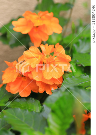 オレンジ色のクロッサンドラ（クロサンドラ） 118804246