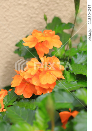 オレンジ色のクロッサンドラ（クロサンドラ） 118804247