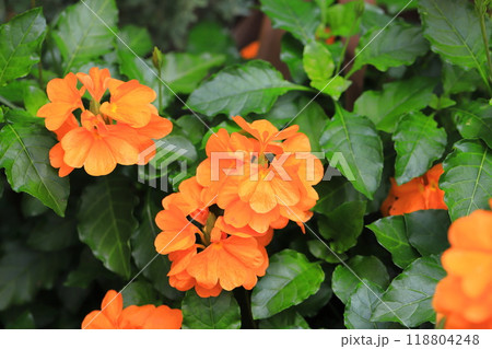 オレンジ色のクロッサンドラ(クロサンドラ) オレンジ色のクロッサンドラ(クロサンドラ) 118804248