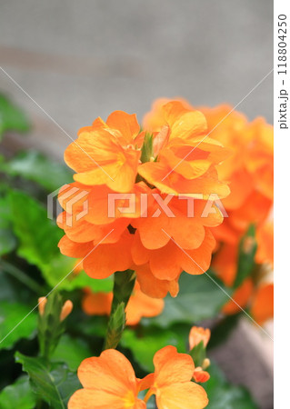 オレンジ色のクロッサンドラ(クロサンドラ) オレンジ色のクロッサンドラ(クロサンドラ) 118804250