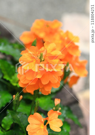 オレンジ色のクロッサンドラ（クロサンドラ） 118804251