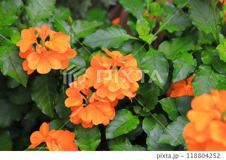 オレンジ色のクロッサンドラ（クロサンドラ） 118804252