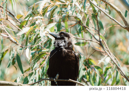 カラスを下から撮影3 118804418