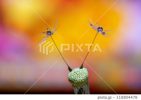 Extreme macro shot of two dandelion seeds with water drops 118804476