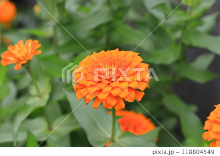 きれいな百日草（ or ジニア）の花　 118804549