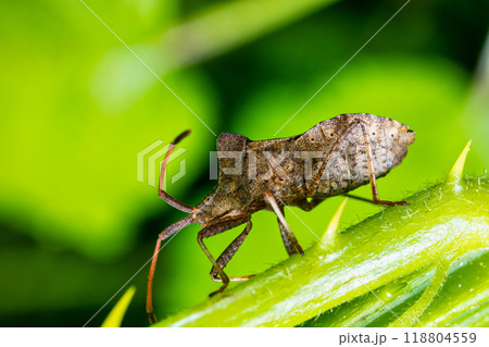 Macro image of a leather bug "Coreus marginatus" Macro image of a leather bug "Coreus marginatus" 118804559