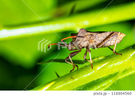 Macro image of a leather bug "Coreus marginatus" Macro image of a leather bug "Coreus marginatus" 118804560