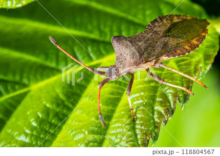 Macro image of a leather bug "Coreus marginatus" 118804567