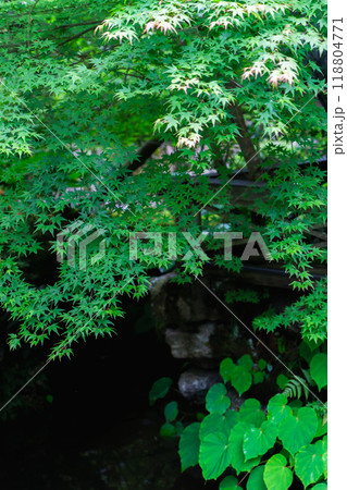 京都市左京区大原草生町 寂光院(平家物語ゆかりの尼寺) 汀の池 青もみじ 京都市左京区大原草生町 寂光院(平家物語ゆかりの尼寺) 汀の池 青もみじ 118804771