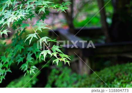 京都市左京区大原草生町 寂光院(平家物語ゆかりの尼寺) 汀の池 青もみじ 京都市左京区大原草生町 寂光院(平家物語ゆかりの尼寺) 汀の池 青もみじ 118804773