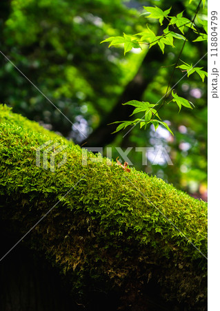 京都市左京区大原草生町 寂光院(平家物語ゆかりの尼寺) 孤雲(茶室)の棟門の屋根 京都市左京区大原草生町 寂光院(平家物語ゆかりの尼寺) 孤雲(茶室)の棟門の屋根 118804799