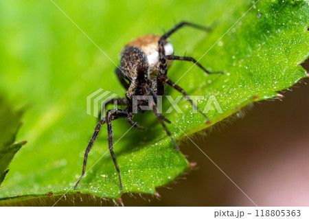 Macro photo of a wolf spider "Pardosa lugubris" 118805363
