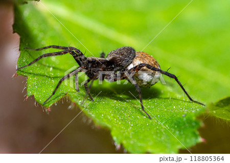 Macro photo of a wolf spider "Pardosa lugubris" 118805364