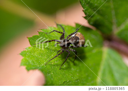 Macro photo of a wolf spider "Pardosa lugubris" Macro photo of a wolf spider "Pardosa lugubris" 118805365