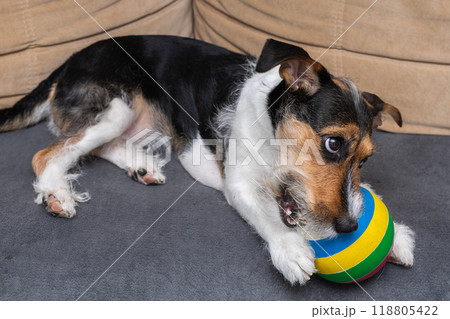 Close-up portrait of a Jack Russell Terrier dog holding a small orange ball Close-up portrait of a Jack Russell Terrier dog holding a small orange ball 118805422