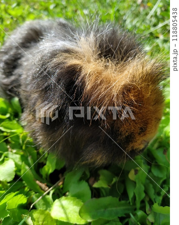 The guinea pig is a species of rodent belonging to the genus Cavia in the family Caviidae. The guinea pig is a species of rodent belonging to the genus Cavia in the family Caviidae. 118805438