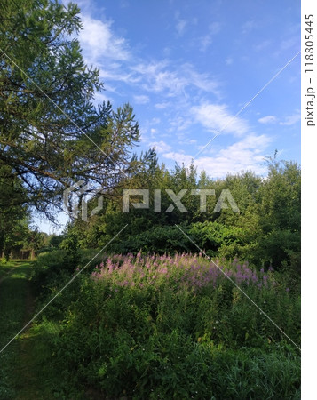 Summer landscape of green coniferous forest with narrow trail passing among tall trees. Summer landscape of green coniferous forest with narrow trail passing among tall trees. 118805445