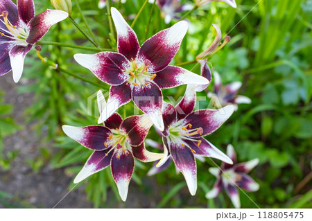 Blooming lilies in your own garden. 118805475