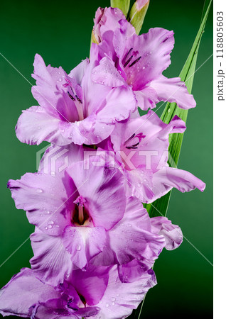 Blooming pink gladiolus on a green background Blooming pink gladiolus on a green background 118805603