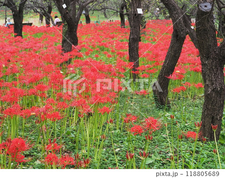 9月花：ヒガンバナ・曼殊沙華/府中郷土の森 118805689