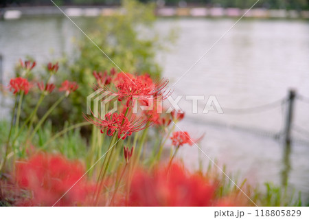 秋の上野公園に咲く花 彼岸花 秋の上野公園に咲く花 彼岸花 118805829