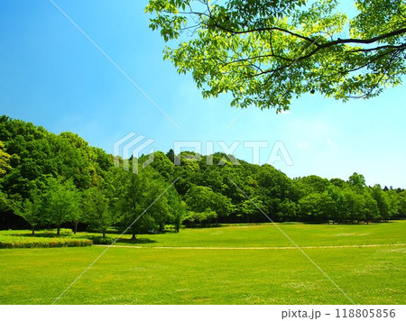 初夏の新緑の21世紀の森と広場風景 初夏の新緑の21世紀の森と広場風景 118805856