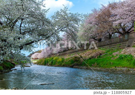 東京、世田谷の野川緑道の美しい圧巻の桜 118805927