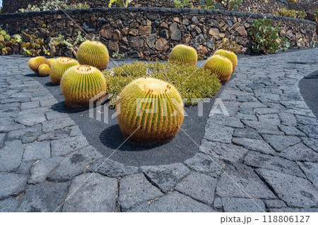 Echinocactus grusonii Cactus plant in the cactus garden Jardin de Cactus of Lanzarote Echinocactus grusonii Cactus plant in the cactus garden Jardin de Cactus of Lanzarote 118806127