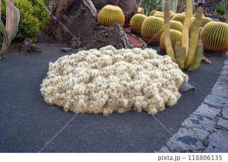 Close-up view of an almost white flat-growing cactus in the cactus garden Jardin de Cactus of Lanzarote Close-up view of an almost white flat-growing cactus in the cactus garden Jardin de Cactus of Lanzarote 118806135