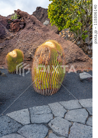 Close-up of a very thick and large cactus in the cactus garden Jardin de Cactus of Lanzarote 118806140