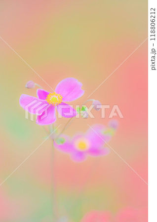 秋の彩り、可憐な秋明菊の美しさ 118806212