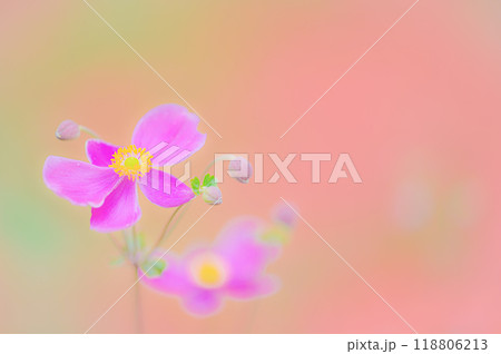 秋の彩り、可憐な秋明菊の美しさ 118806213