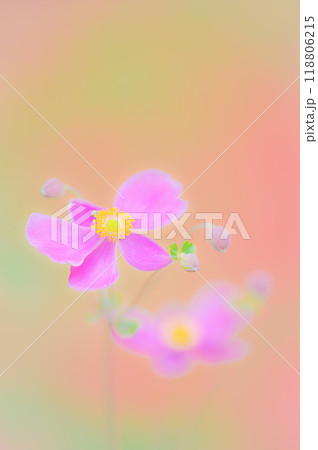 秋の彩り、可憐な秋明菊の美しさ 118806215