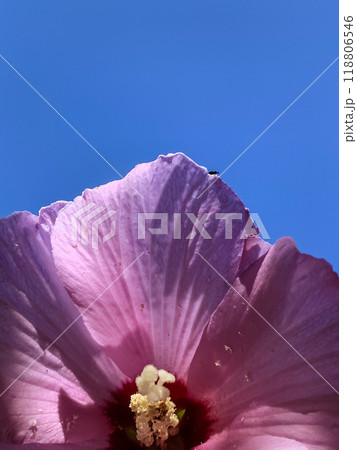 Pink Hibiscus Blooming Against a Bright Blue Sky. High quality photo Pink Hibiscus Blooming Against a Bright Blue Sky. High quality photo 118806546